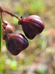 Euonymus cochinchinensis