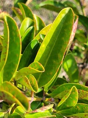 Euonymus cochinchinensis