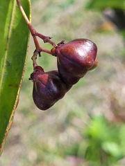 Euonymus cochinchinensis