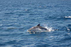 Stenella coeruleoalba