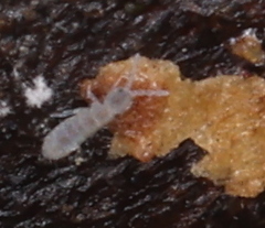 Vertagopus pseudocinereus