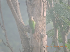 Psilopogon viridis