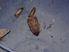 Pseudorthodes vecors