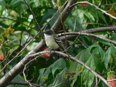 Mecocerculus leucophrys