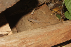 Sceloporus nelsoni