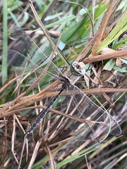 Gynacantha africana