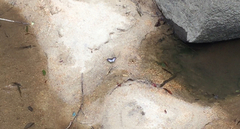 Graphium ramaceus pendleburyi