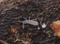 Vertagopus pseudocinereus