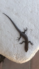 Cryptoblepharus buchananii