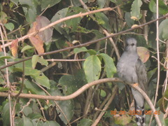 Cacomantis passerinus