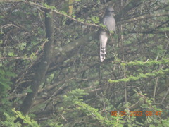 Cacomantis passerinus