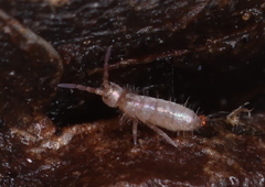 Entomobryomorpha