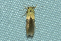 Stathmopoda auriferella