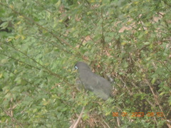 Phaenicophaeus viridirostris