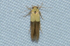 Stathmopoda auriferella