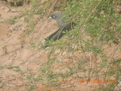 Phaenicophaeus viridirostris