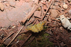 Myscelus amystis
