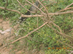 Phaenicophaeus viridirostris