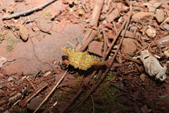 Myscelus amystis