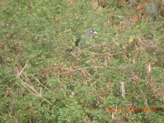 Phaenicophaeus viridirostris