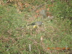 Phaenicophaeus viridirostris