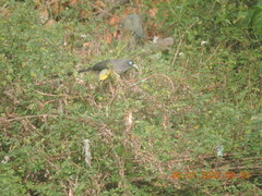 Phaenicophaeus viridirostris