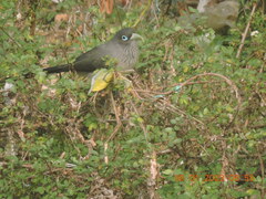 Phaenicophaeus viridirostris