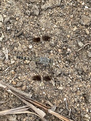 Brachythemis impartita