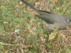 Phaenicophaeus viridirostris