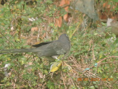 Phaenicophaeus viridirostris