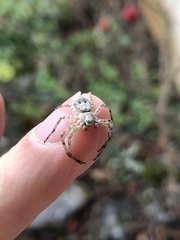 Philodromus margaritatus