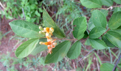 Grewia flavescens