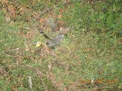 Phaenicophaeus viridirostris