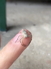 Philodromus margaritatus