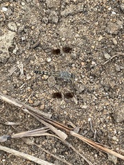 Brachythemis impartita