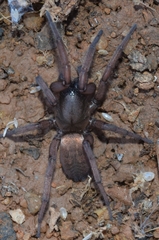 Haplodrassus