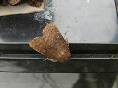 Pseudorthodes vecors