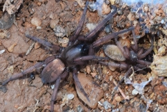 Haplodrassus