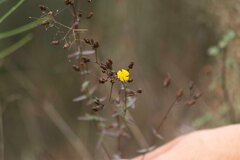 Hypericum linariifolium