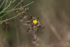 Hypericum linariifolium