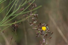 Hypericum linariifolium