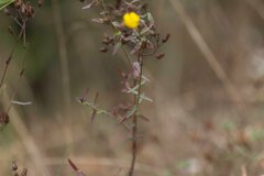 Hypericum linariifolium