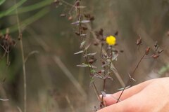Hypericum linariifolium