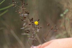 Hypericum linariifolium