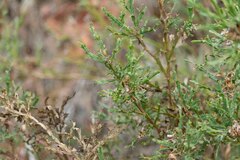 Genista tridentata