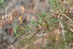 Genista tridentata