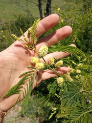 Senegalia bonariensis