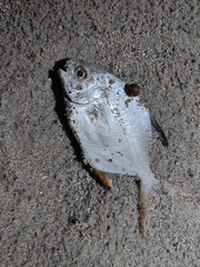 Trachinotus blochii