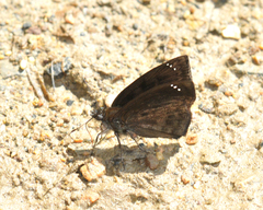 Nisoniades