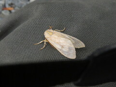 Halysidota tessellaris